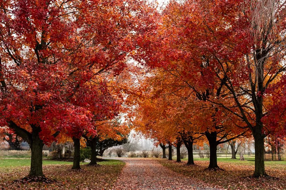 A person with multiple Bible translations open on a table alongside a concordance, doing the kind of multi-text comparison that topical Bible study requires