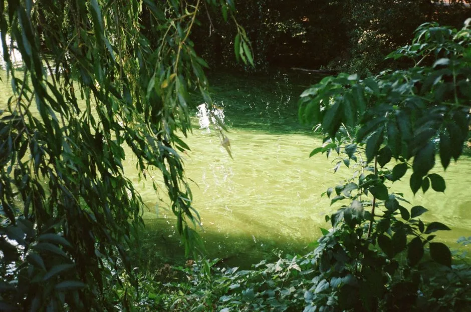 A tree rooted beside flowing water, steady growth that comes from staying planted