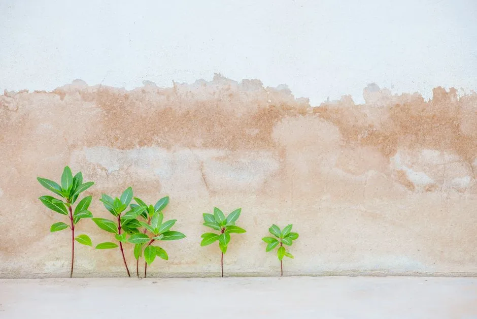 A young plant reaching toward the light, growth God promises to finish