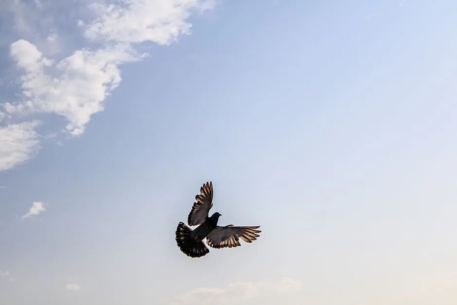 A dove against a calm sky, the peace Christ gives that the world cannot