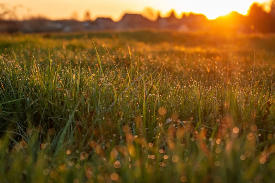 Fresh light breaking over a quiet field, mercy that begins again each morning