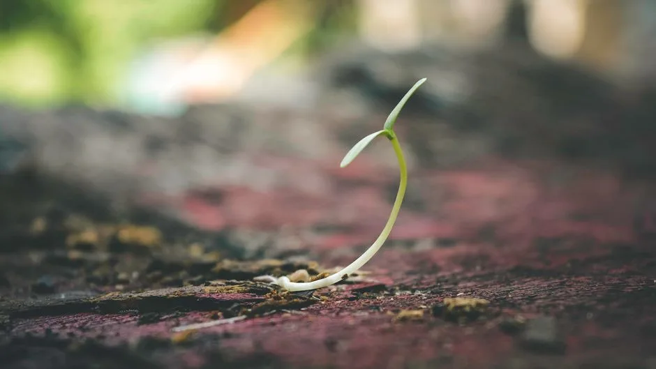 A small new sprout pushing up through soil — the gentle, gradual growth of new faith