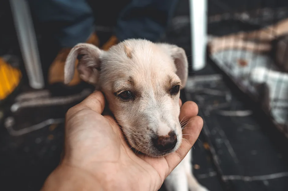 What Does the Bible Say About Animals and Humans?