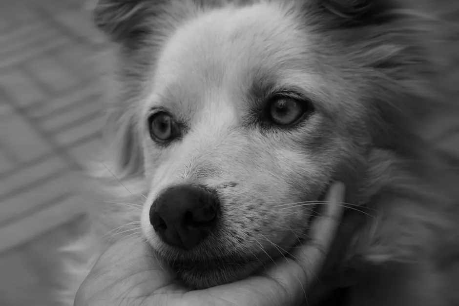 A hand gently resting on a dog's head — the unique responsibility humans hold within creation