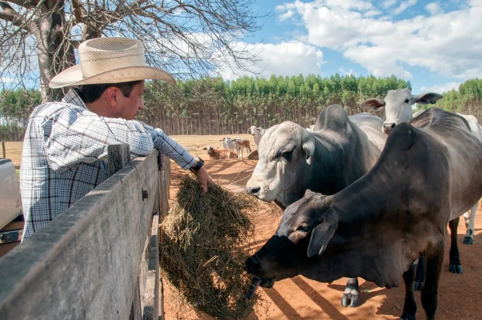 A farmer feeding livestock at dawn — the real, practical care Scripture connects to righteous character