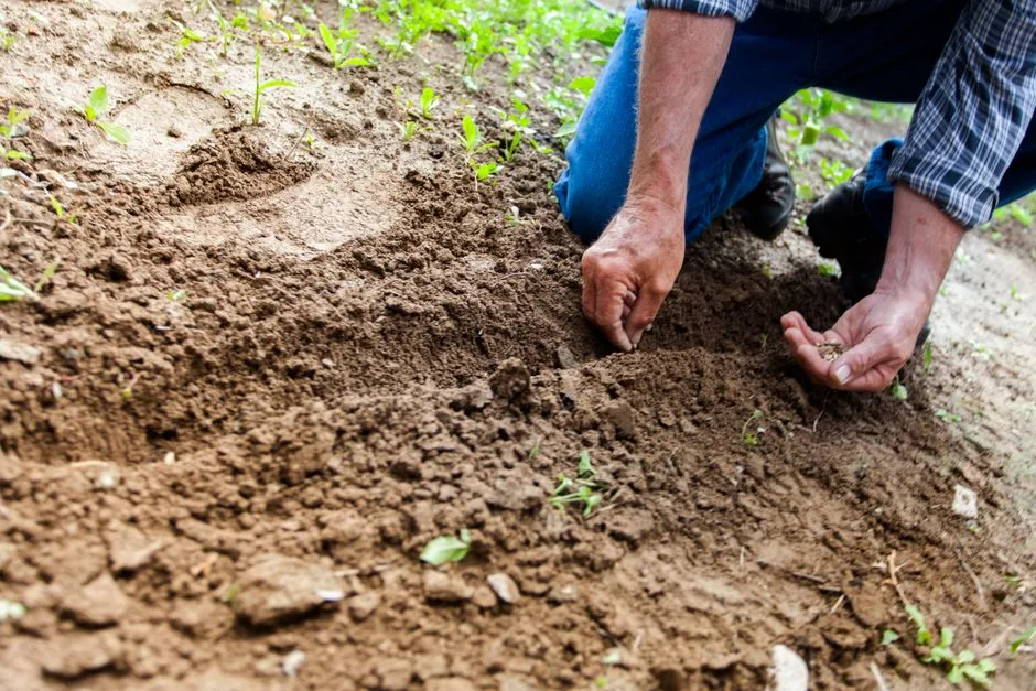 A farmer's hands holding seeds over tilled soil — the real principle of sowing and reaping