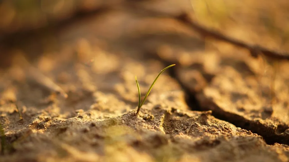 A single green shoot growing through cracked, hard ground — redemption emerging from broken places