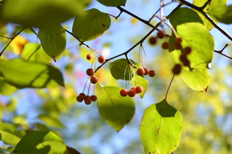 A tree bearing fruit in late summer light — the slow, visible growth the Spirit produces