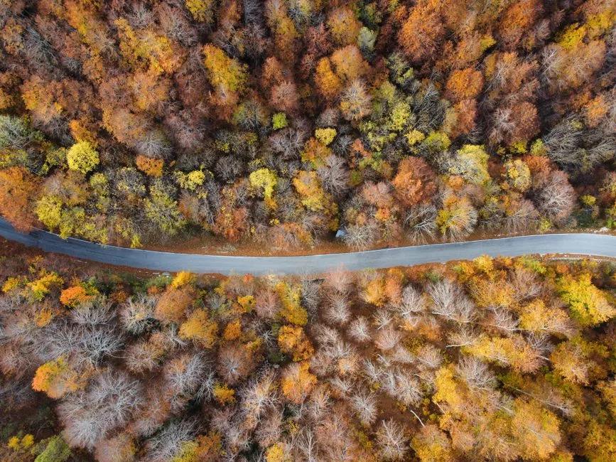 A road stretching through changing seasons — the rhythm of time moving through life