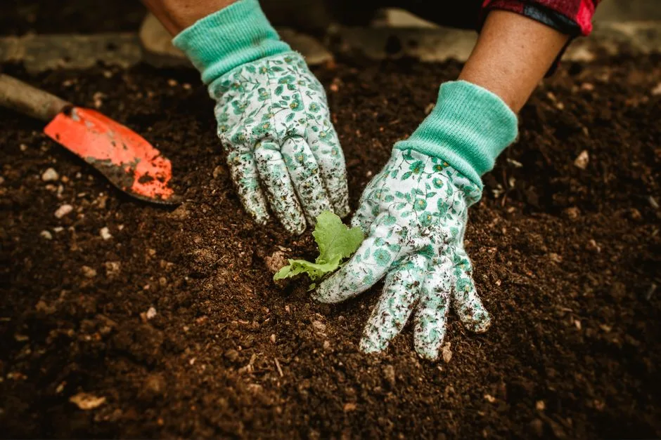 Hands working soil in a garden at sunrise — work as part of God's original, good design