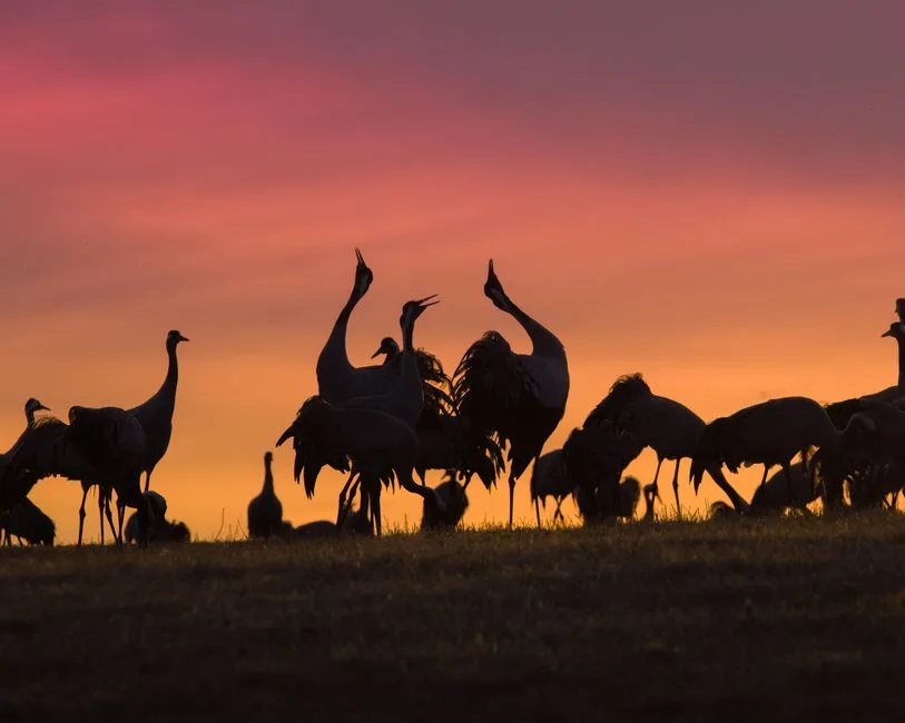 Birds gathering food at sunrise — the evidence Jesus points to for God's reliable provision