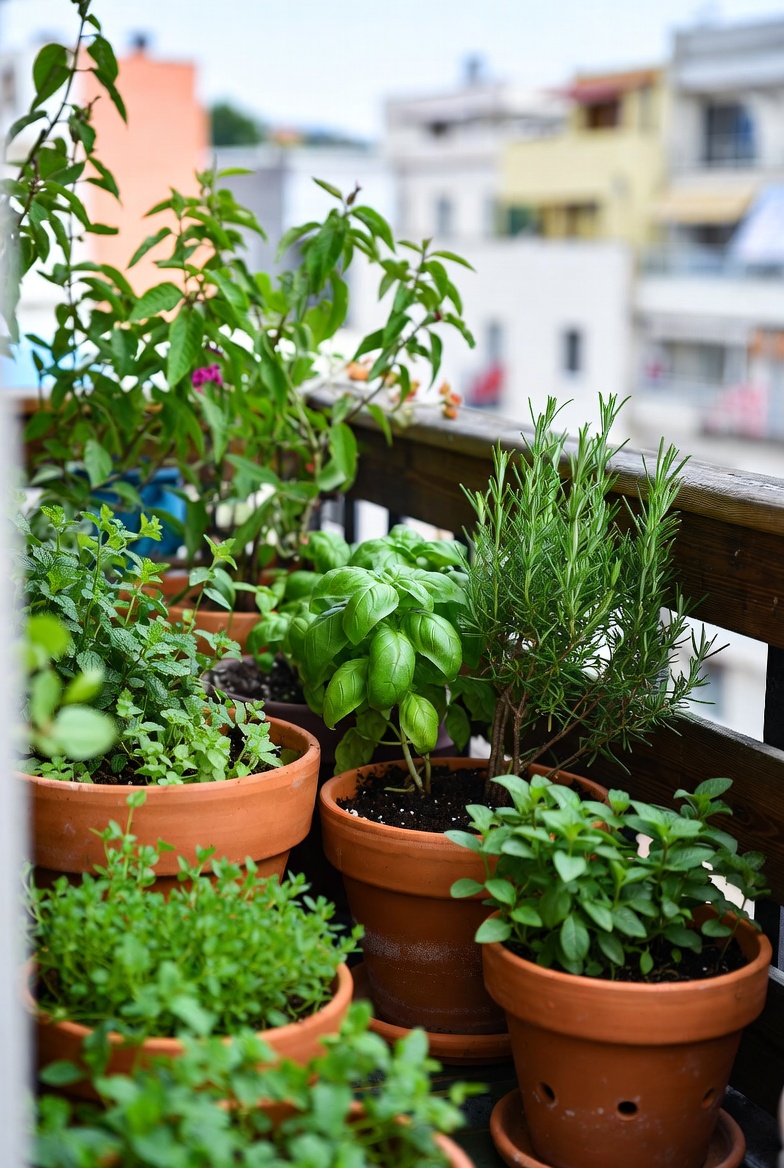 Best Herbs for Balcony Gardens