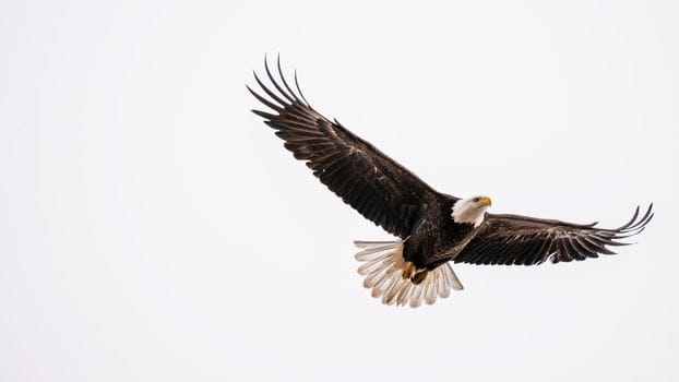 wings like eagles devotional